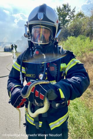 Die Kameraden der FF Wiener Neudorf können eine Schlange aus der Böschung retten. Foto: Freiwillige Feuerwehr Wiener Neudorf | www.ff-wr-neudorf.at