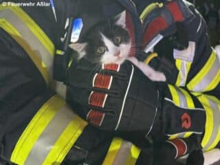 Feuerwehrmann hält Katze